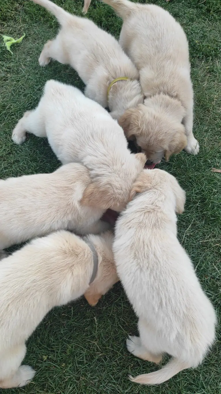 My first puppies from Bella